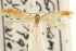  ( - CCDB-23281-E02)  @11 [ ] CreativeCommons - Attribution (2015) CBG Photography Group Centre for Biodiversity Genomics
