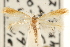  ( - CCDB-23281-E03)  @11 [ ] CreativeCommons - Attribution (2015) CBG Photography Group Centre for Biodiversity Genomics