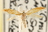  ( - CCDB-23281-E04)  @11 [ ] CreativeCommons - Attribution (2015) CBG Photography Group Centre for Biodiversity Genomics