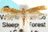  ( - CCDB-23281-E08)  @11 [ ] CreativeCommons - Attribution (2015) CBG Photography Group Centre for Biodiversity Genomics