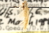  ( - CCDB-23281-E09)  @11 [ ] CreativeCommons - Attribution (2015) CBG Photography Group Centre for Biodiversity Genomics