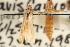  ( - CCDB-23281-E10)  @11 [ ] CreativeCommons - Attribution (2015) CBG Photography Group Centre for Biodiversity Genomics