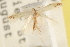  ( - CCDB-23281-E12)  @11 [ ] CreativeCommons - Attribution (2015) CBG Photography Group Centre for Biodiversity Genomics