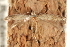  ( - CCDB-23281-F02)  @11 [ ] CreativeCommons - Attribution (2015) CBG Photography Group Centre for Biodiversity Genomics