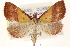  ( - CCDB-23282-F02)  @14 [ ] CreativeCommons - Attribution (2014) CBG Photography Group Centre for Biodiversity Genomics