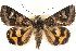  ( - CCDB-23282-F10)  @15 [ ] CreativeCommons - Attribution (2014) CBG Photography Group Centre for Biodiversity Genomics