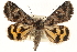  ( - CCDB-23282-F11)  @14 [ ] CreativeCommons - Attribution (2014) CBG Photography Group Centre for Biodiversity Genomics