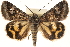  (Drasteria graphica - CCDB-23282-F12)  @15 [ ] CreativeCommons - Attribution (2014) CBG Photography Group Centre for Biodiversity Genomics