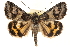  ( - CCDB-23282-G01)  @14 [ ] CreativeCommons - Attribution (2014) CBG Photography Group Centre for Biodiversity Genomics
