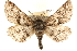  ( - CCDB-23282-G03)  @14 [ ] CreativeCommons - Attribution (2014) CBG Photography Group Centre for Biodiversity Genomics