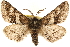  ( - CCDB-23282-G04)  @14 [ ] CreativeCommons - Attribution (2014) CBG Photography Group Centre for Biodiversity Genomics