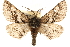  ( - CCDB-23282-G05)  @13 [ ] CreativeCommons - Attribution (2014) CBG Photography Group Centre for Biodiversity Genomics