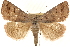  (Phoberia - CCDB-23282-H01)  @15 [ ] CreativeCommons - Attribution (2014) CBG Photography Group Centre for Biodiversity Genomics