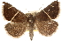  ( - CCDB-23282-H10)  @14 [ ] CreativeCommons - Attribution (2014) CBG Photography Group Centre for Biodiversity Genomics