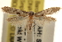  (Nemapogon geniculatella - CCDB-23283-D06)  @14 [ ] CreativeCommons - Attribution (2015) CBG Photography Group Centre for Biodiversity Genomics