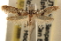  ( - CCDB-23283-D07)  @11 [ ] CreativeCommons - Attribution (2015) CBG Photography Group Centre for Biodiversity Genomics