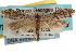  (Nemapogon multistriatella - CCDB-23283-E01)  @15 [ ] CreativeCommons - Attribution (2015) CBG Photography Group Centre for Biodiversity Genomics