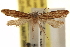  (Nemapogon oregonella - CCDB-23283-E03)  @11 [ ] CreativeCommons - Attribution (2015) CBG Photography Group Centre for Biodiversity Genomics