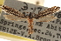  (Nemapogon rileyi - CCDB-23283-E05)  @14 [ ] CreativeCommons - Attribution (2015) CBG Photography Group Centre for Biodiversity Genomics