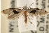  ( - CCDB-23283-E11)  @14 [ ] CreativeCommons - Attribution (2015) CBG Photography Group Centre for Biodiversity Genomics