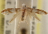  ( - CCDB-23283-G09)  @11 [ ] CreativeCommons - Attribution (2015) CBG Photography Group Centre for Biodiversity Genomics