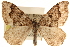  (Xanthorhoe dentilinea - CCDB-23284-B02)  @15 [ ] CreativeCommons - Attribution (2015) CBG Photography Group Centre for Biodiversity Genomics