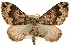  (Antepirrhoe semiatrata - CCDB-23284-B03)  @15 [ ] CreativeCommons - Attribution (2015) CBG Photography Group Centre for Biodiversity Genomics