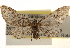 ( - CCDB-23284-B12)  @13 [ ] CreativeCommons - Attribution (2015) CBG Photography Group Centre for Biodiversity Genomics