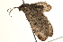  ( - CCDB-23284-D05)  @12 [ ] CreativeCommons - Attribution (2015) CBG Photography Group Centre for Biodiversity Genomics