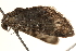  ( - CCDB-23284-D08)  @13 [ ] CreativeCommons - Attribution (2015) CBG Photography Group Centre for Biodiversity Genomics
