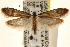  (Tinea irrepta - CCDB-23284-E08)  @15 [ ] CreativeCommons - Attribution (2015) CBG Photography Group Centre for Biodiversity Genomics