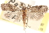  ( - CCDB-23286-A07)  @11 [ ] CreativeCommons - Attribution (2015) CBG Photography Group Centre for Biodiversity Genomics