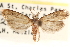  (Carposina ottawana - CCDB-23286-D07)  @15 [ ] CreativeCommons - Attribution (2015) CBG Photography Group Centre for Biodiversity Genomics