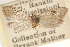  ( - CCDB-23286-G12)  @11 [ ] CreativeCommons - Attribution (2015) CBG Photography Group Centre for Biodiversity Genomics