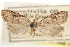  ( - CCDB-23286-H01)  @11 [ ] CreativeCommons - Attribution (2015) CBG Photography Group Centre for Biodiversity Genomics