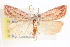  (Amolita roseola - CCDB-23287-A03)  @15 [ ] CreativeCommons - Attribution (2015) CBG Photography Group Centre for Biodiversity Genomics