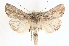 (Sympistis riparia - CCDB-23287-A06)  @15 [ ] CreativeCommons - Attribution (2015) CBG Photography Group Centre for Biodiversity Genomics