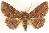  (Zale lunata - CCDB-23287-A08)  @15 [ ] CreativeCommons - Attribution (2015) CBG Photography Group Centre for Biodiversity Genomics