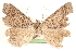  ( - CCDB-23287-A10)  @13 [ ] CreativeCommons - Attribution (2015) CBG Photography Group Centre for Biodiversity Genomics
