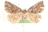  ( - CCDB-23287-A11)  @13 [ ] CreativeCommons - Attribution (2015) CBG Photography Group Centre for Biodiversity Genomics