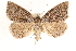  ( - CCDB-23287-B01)  @15 [ ] CreativeCommons - Attribution (2015) CBG Photography Group Centre for Biodiversity Genomics