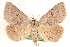  ( - CCDB-23287-B09)  @15 [ ] CreativeCommons - Attribution (2015) CBG Photography Group Centre for Biodiversity Genomics