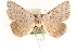  ( - CCDB-23287-B10)  @11 [ ] CreativeCommons - Attribution (2015) CBG Photography Group Centre for Biodiversity Genomics