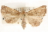  ( - CCDB-23287-C01)  @14 [ ] CreativeCommons - Attribution (2015) CBG Photography Group Centre for Biodiversity Genomics