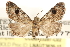  ( - CCDB-23287-C02)  @13 [ ] CreativeCommons - Attribution (2015) CBG Photography Group Centre for Biodiversity Genomics