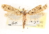  ( - CCDB-23288-A02)  @13 [ ] CreativeCommons - Attribution (2015) CBG Photography Group Centre for Biodiversity Genomics
