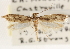  (Tinea pallescentella - CCDB-23288-A07)  @14 [ ] CreativeCommons - Attribution (2015) CBG Photography Group Centre for Biodiversity Genomics