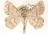  ( - CCDB-23288-E02)  @14 [ ] CreativeCommons - Attribution (2015) CBG Photography Group Centre for Biodiversity Genomics