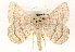  (Digrammia equivocata - CCDB-23288-E03)  @15 [ ] CreativeCommons - Attribution (2015) CBG Photography Group Centre for Biodiversity Genomics