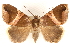  (Achaea lenzi - CCDB-23288-F01)  @14 [ ] CreativeCommons - Attribution (2015) CBG Photography Group Centre for Biodiversity Genomics